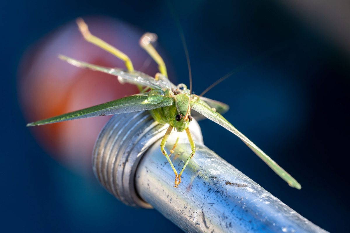 我在广东海洋大学进行昆虫学实习