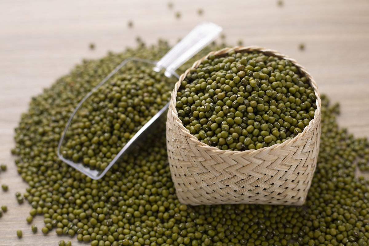 小学生观察绿豆生长实验：从种子到芽的奇妙变化