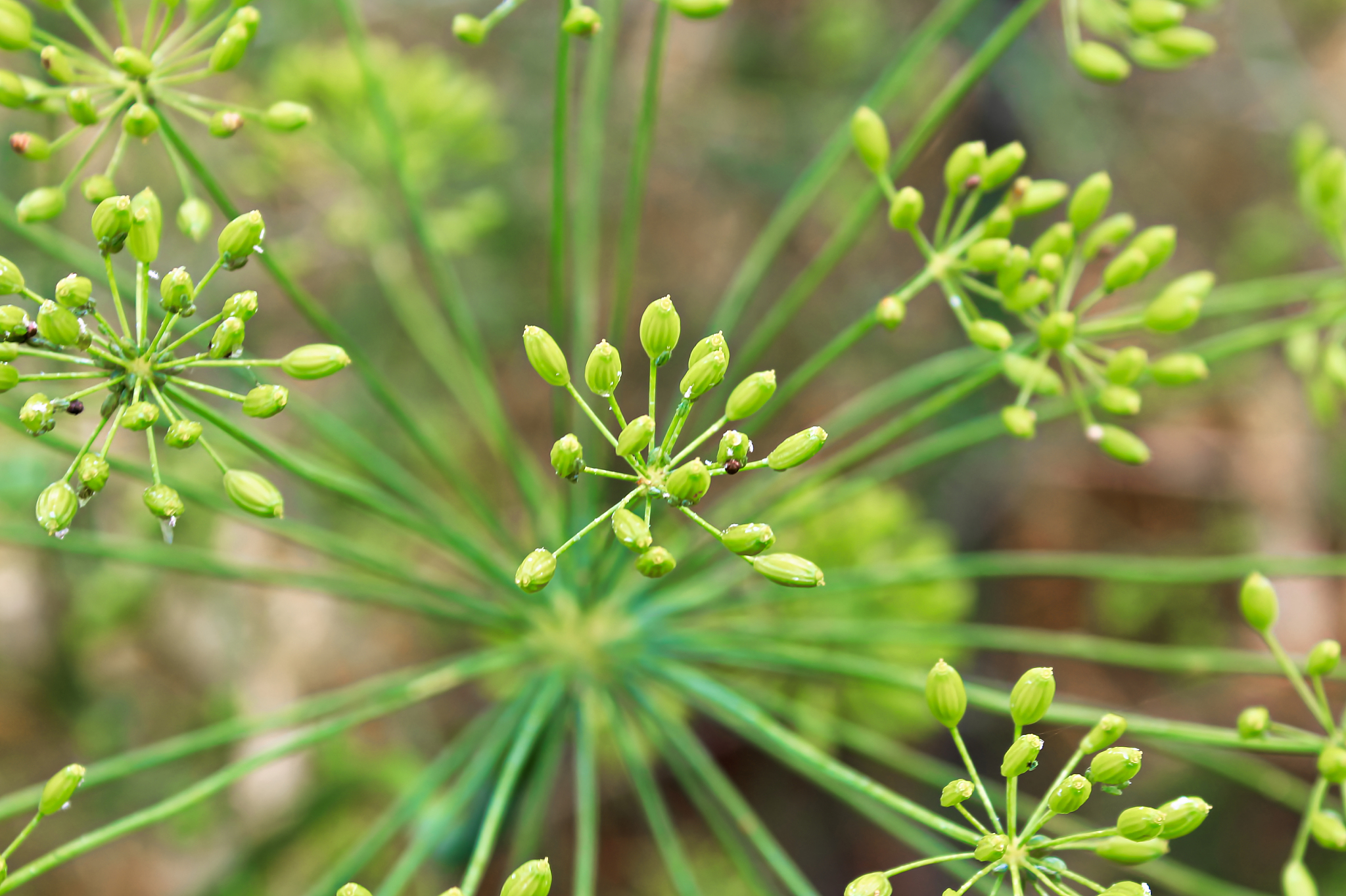 沧州职业技术学院种子生产与经营专业：前景广阔，未来可期