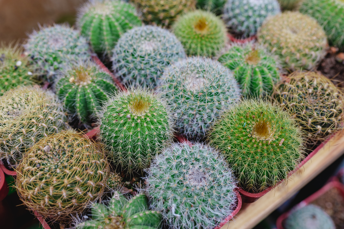 刺梨:形态特征、种植技巧及用途