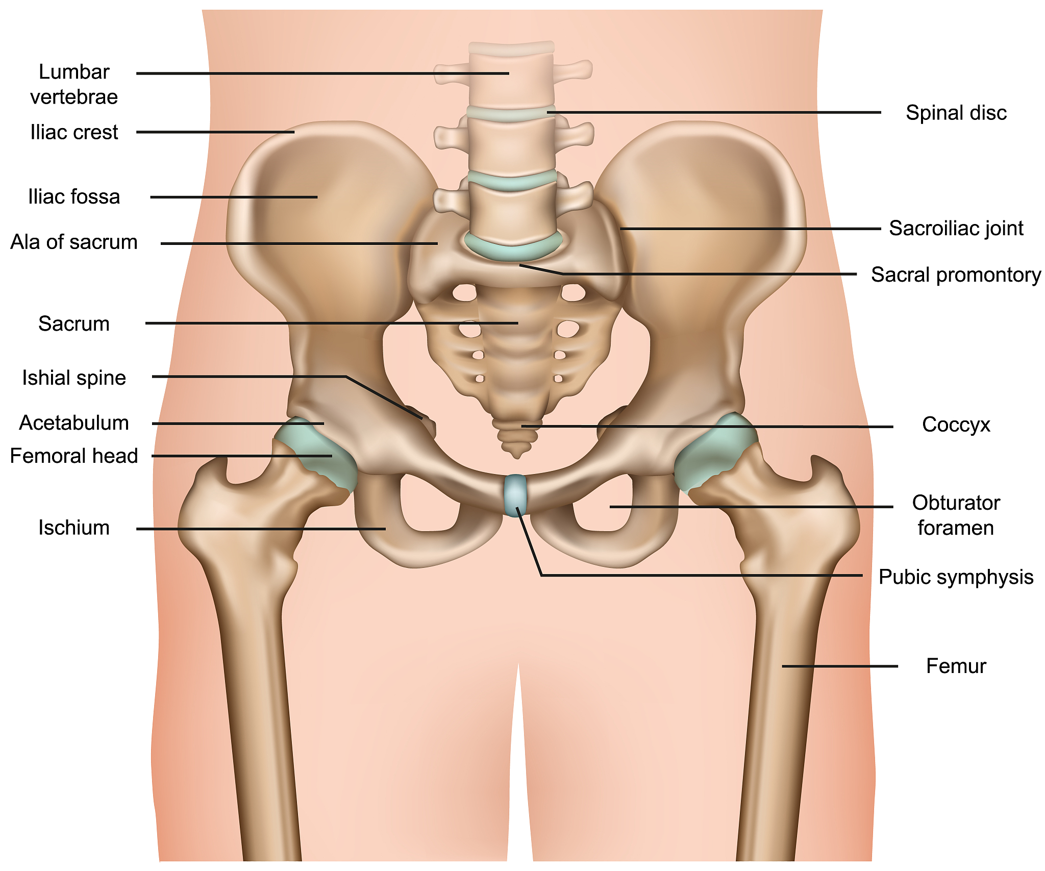中间髋关节：结构、功能及运动范围