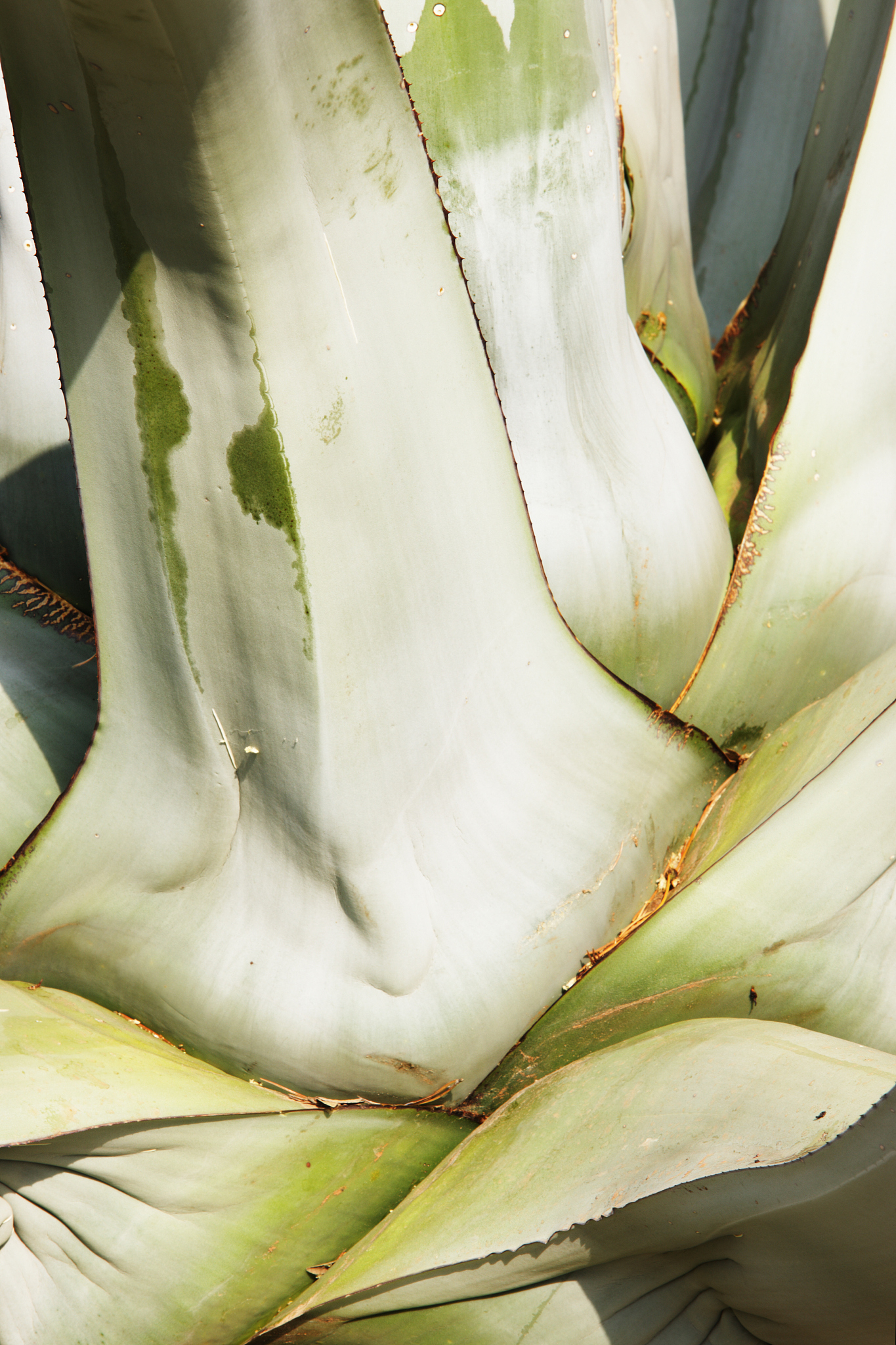 agave succulent plant leaves