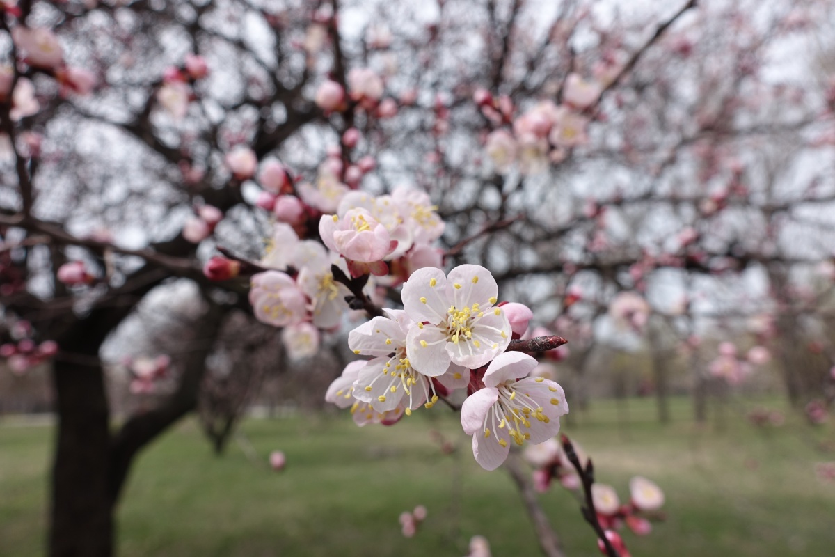 杏花颜色:白色或粉红色