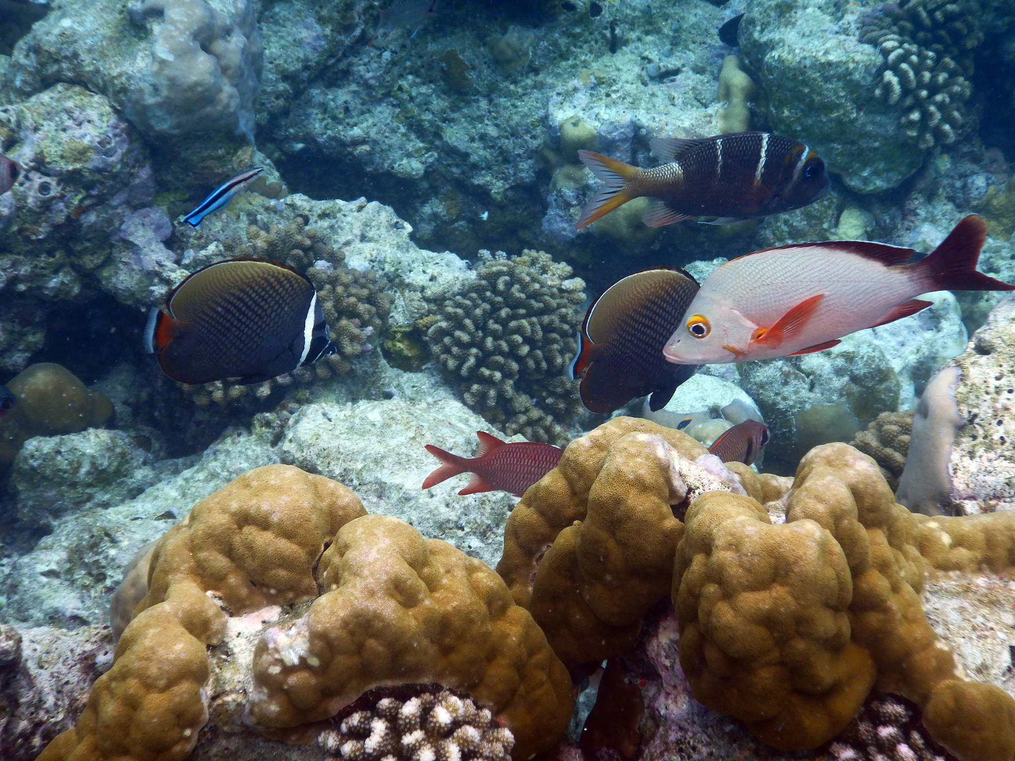 humpback red snapper (lutjanus gibbus), fihalhohi island, maldiv