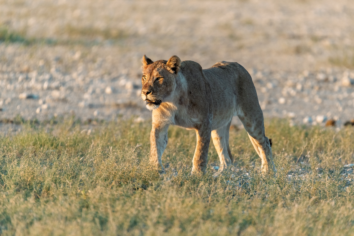 狮子：草原之王 - 特征、习性、保护 | 野生动物百科