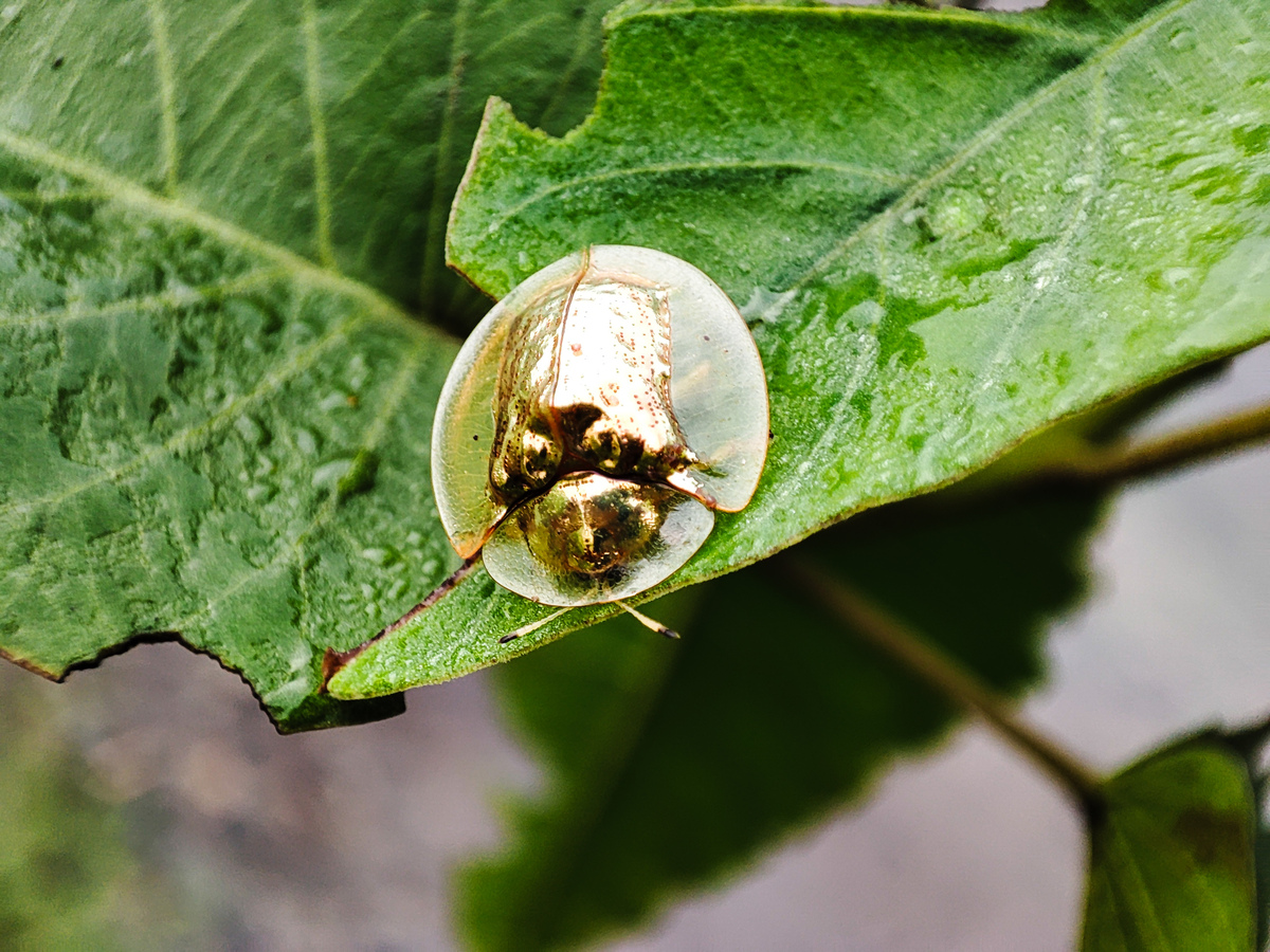 甘薯小象甲防治：科技兴农助力甘薯种植业可持续发展