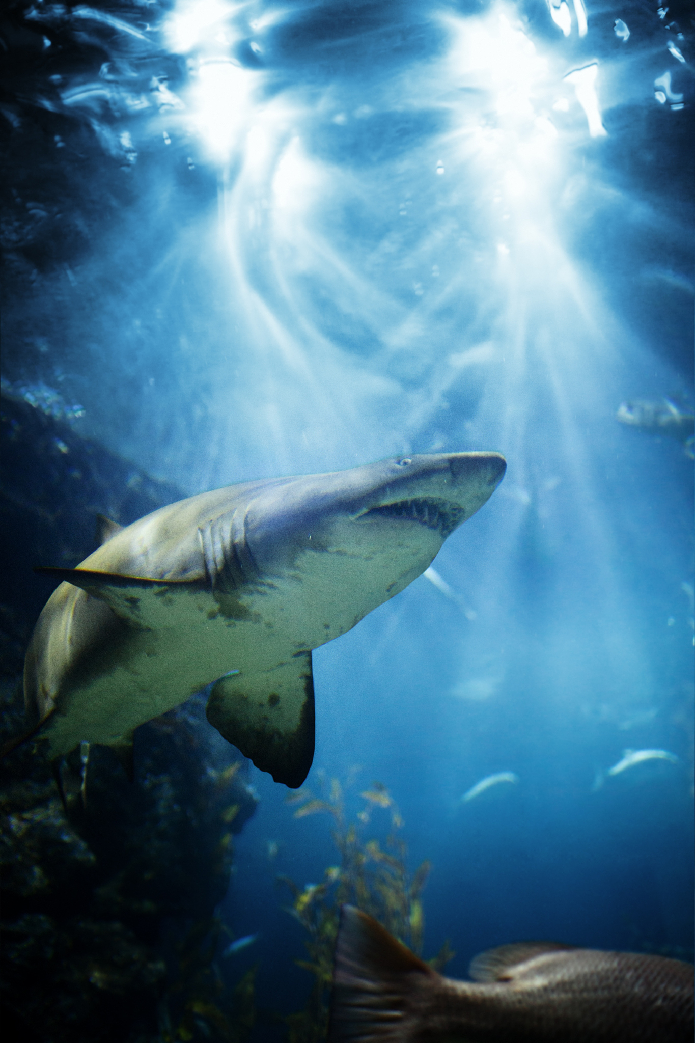 shark
