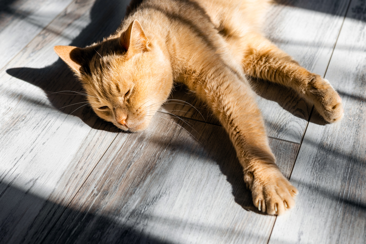 一只猫的养生,中午大太阳的时候,眯一会胜似小神仙