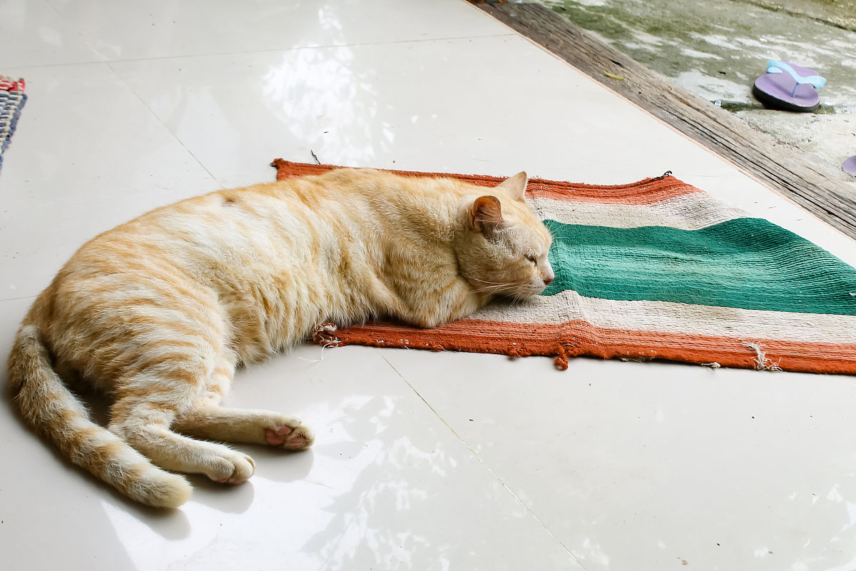 为什么猫可以站在水面上？