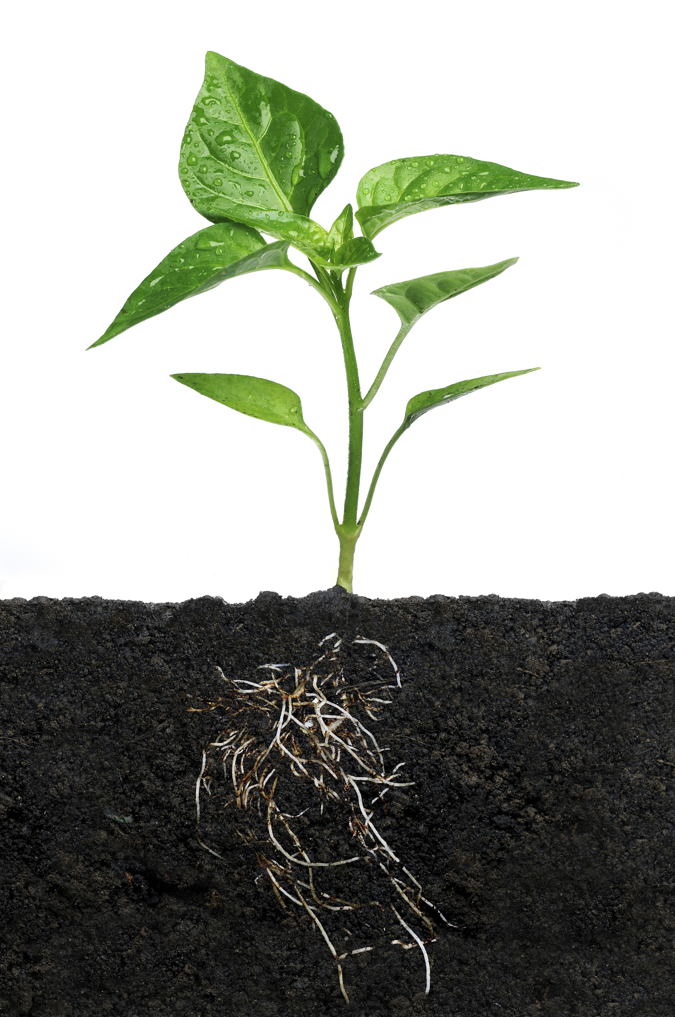 growth