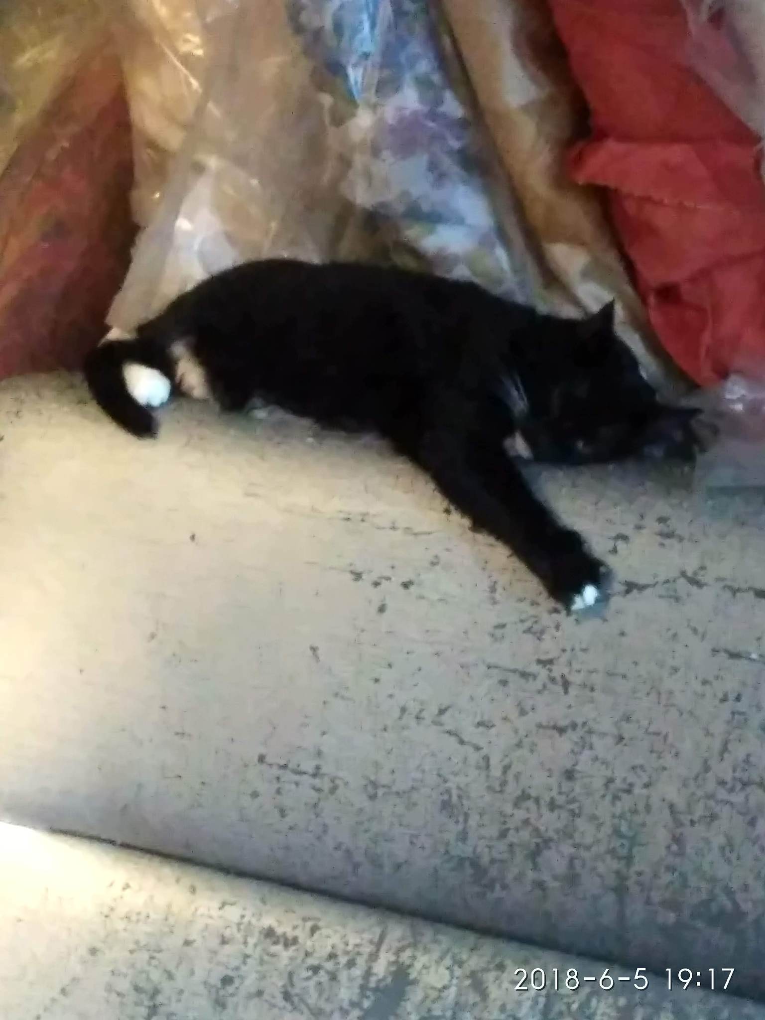 8个月公缅因猫多重