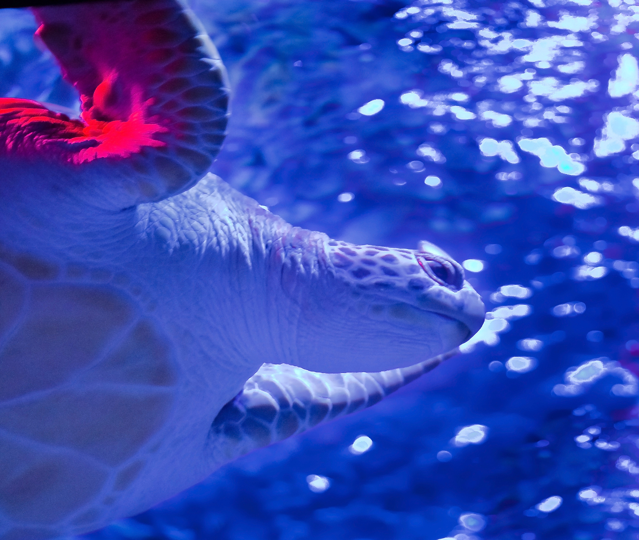 Aquarium: The English Word for Water Tank