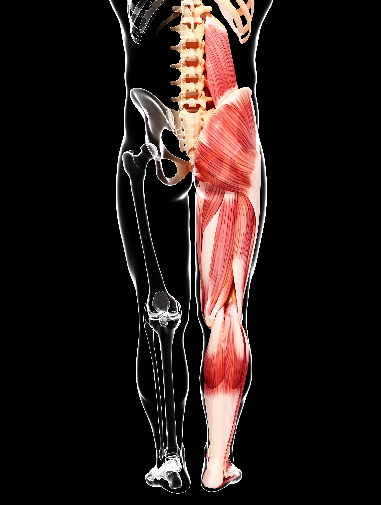 加强核心肌群，提高脊柱支撑力