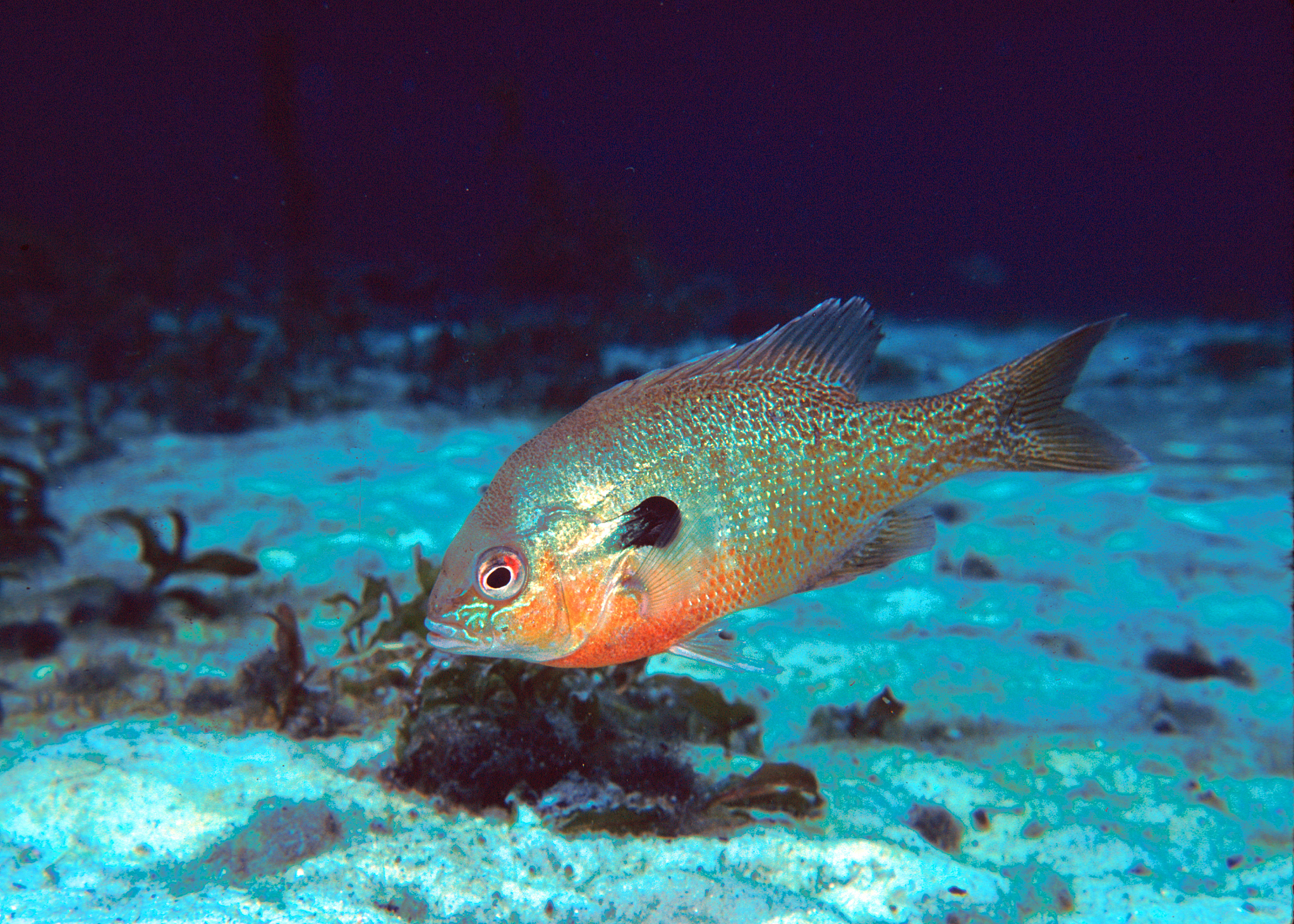 redbreast sunfish 32