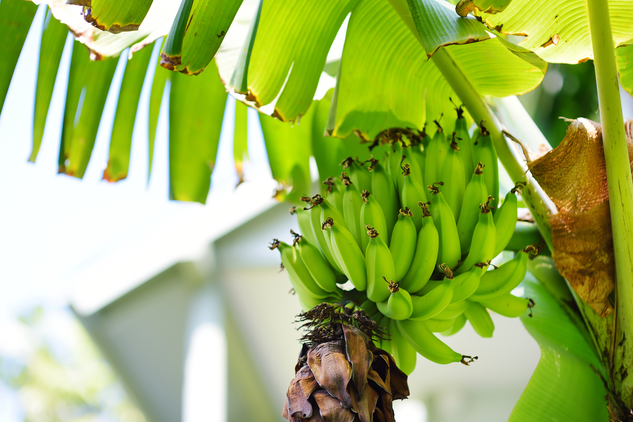 Partial Cargo Inspection Report for 900 Boxes of Bananas Due to Forced Ripening