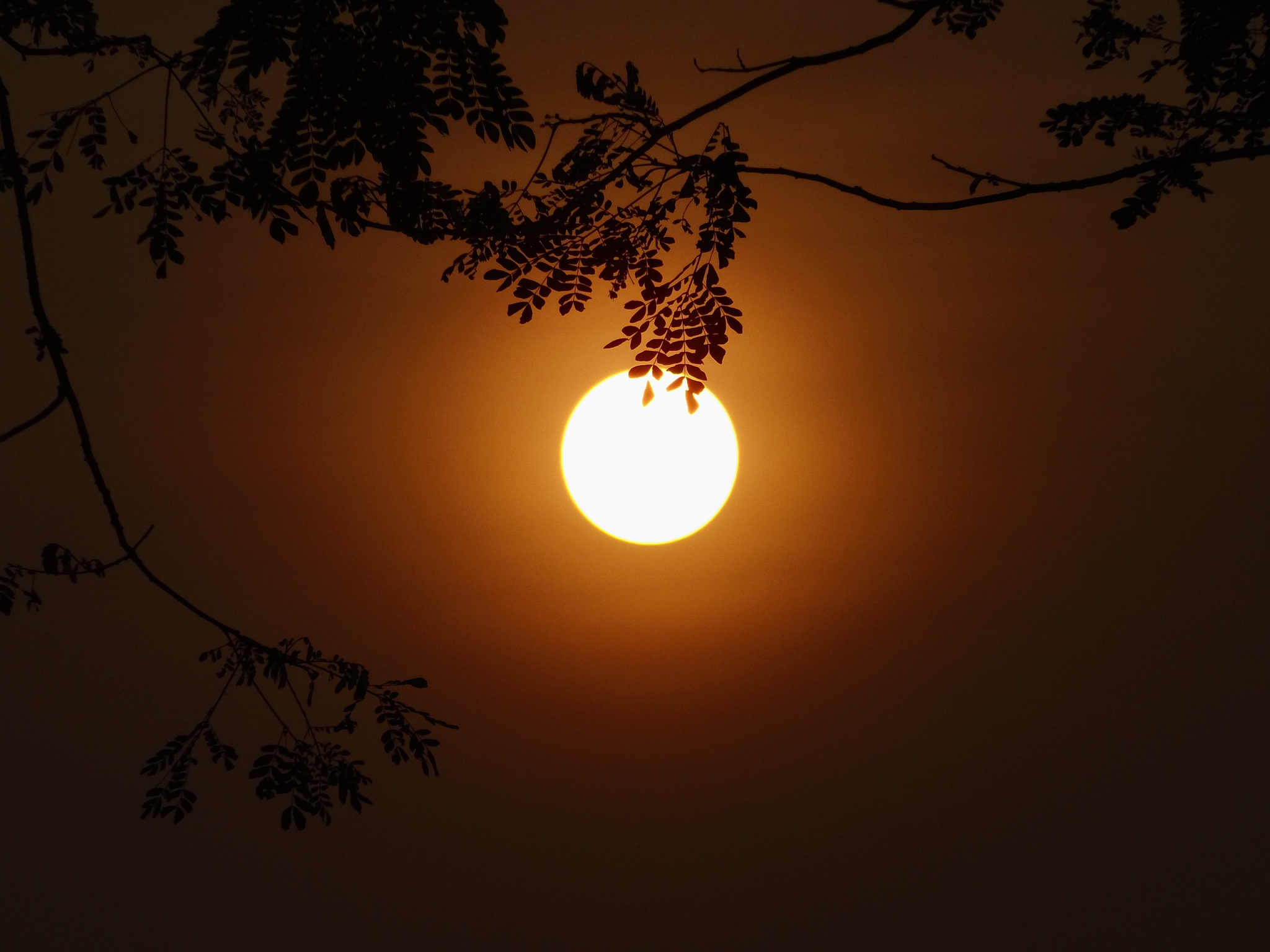 秋夜迎凉感怀：月华如水，心境宁静 | 秋夜将晓出篱门迎凉有感二首·其一