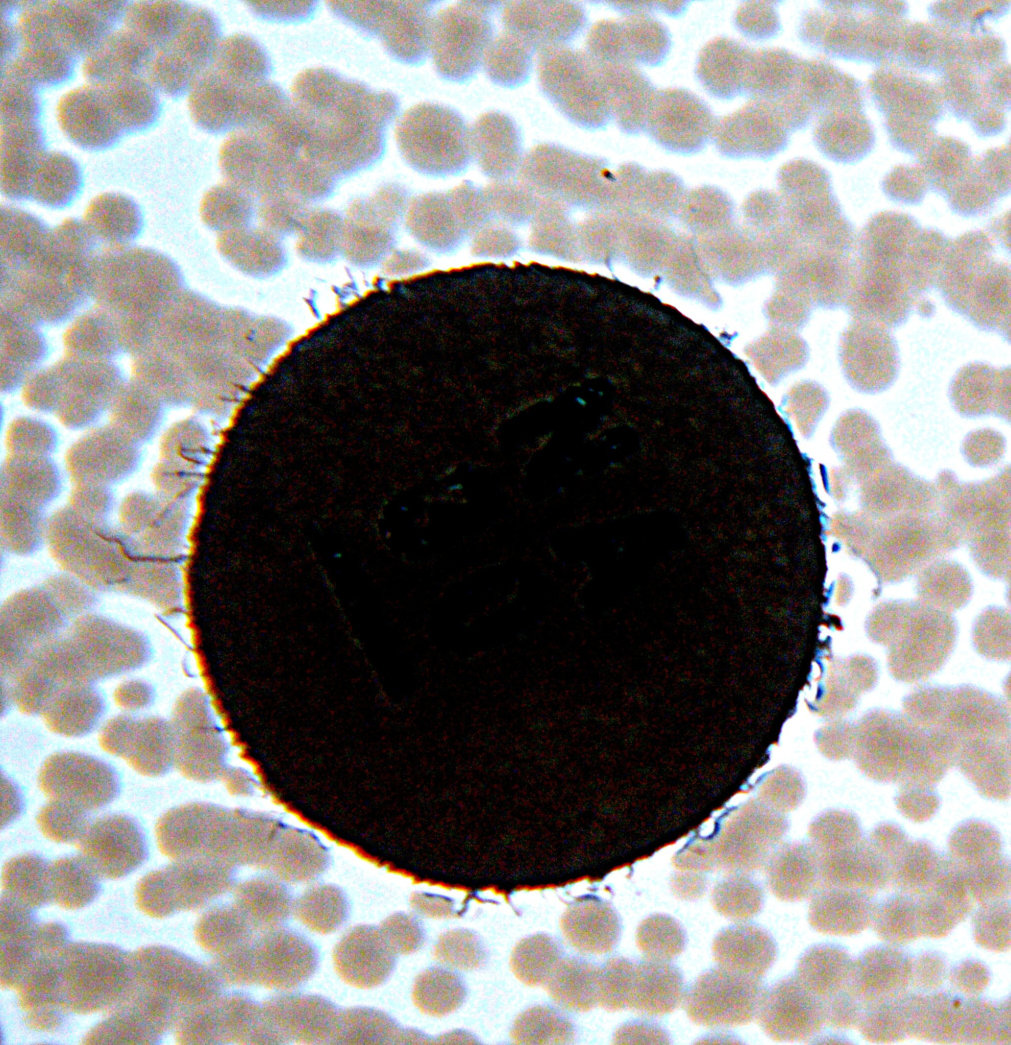 卡拉胶固定化大肠杆菌细胞：方法与参数详解