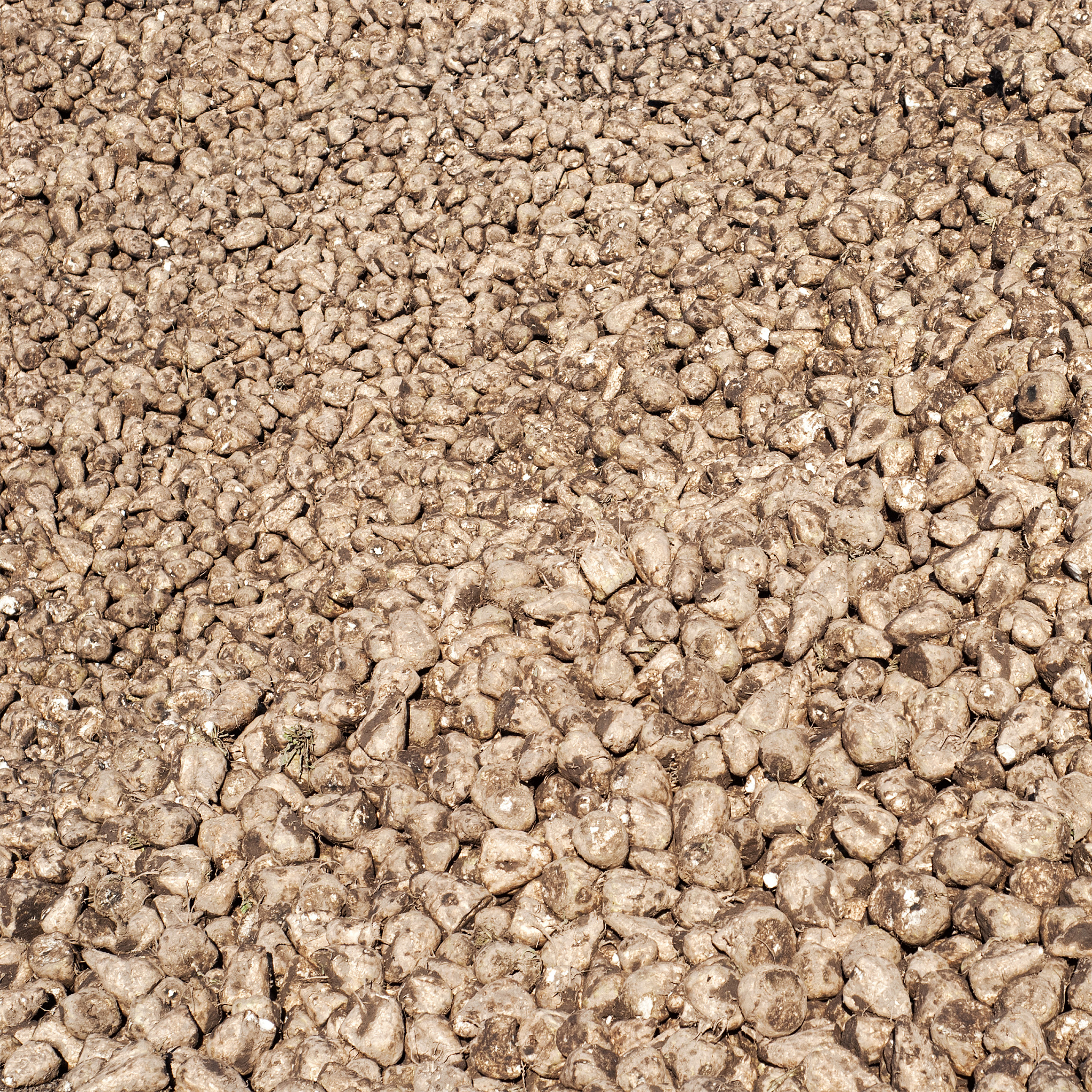 蔗糖由哪两个单糖组成