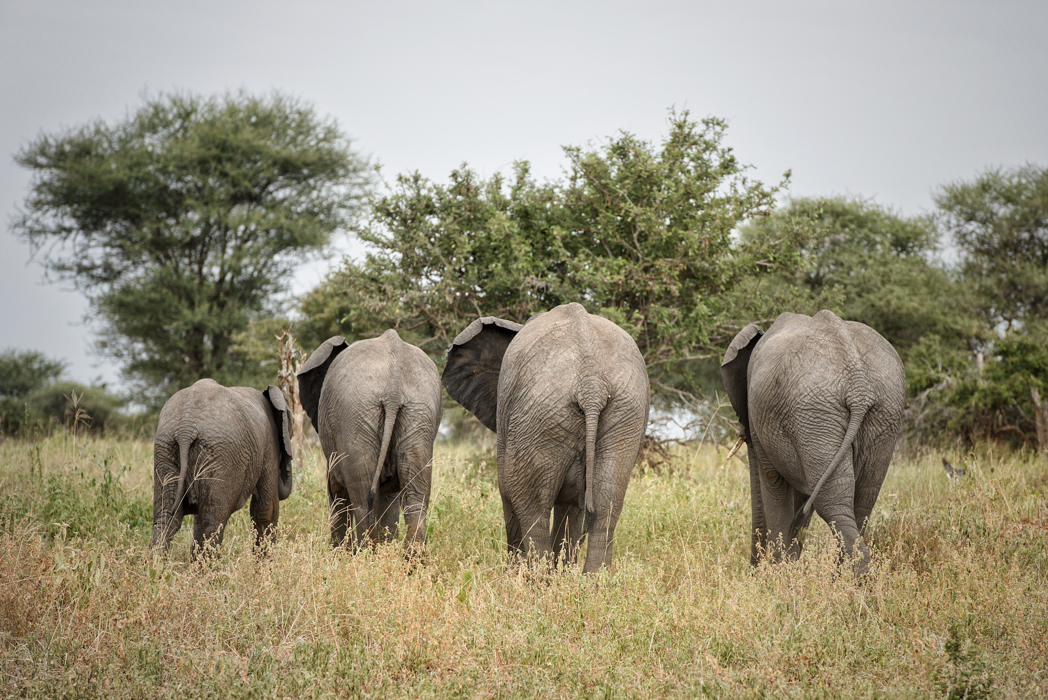 herd of elephants in the serengeti park of tanzania