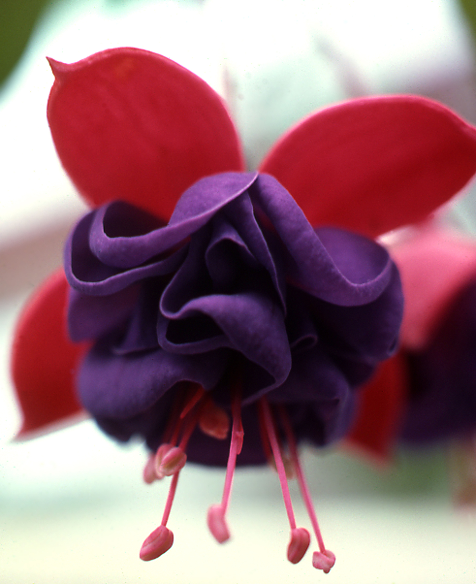 扭扭花用途大全：创意手工艺、装饰、DIY饰品等