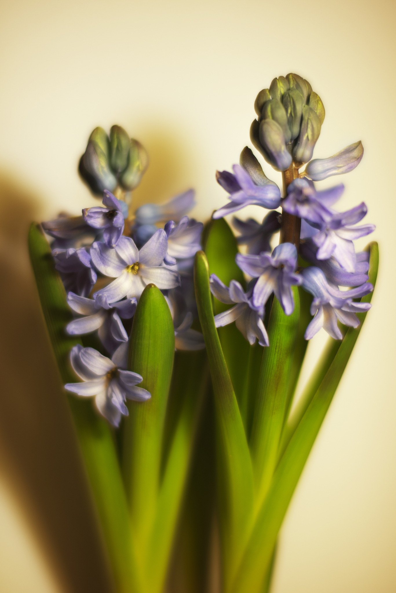 风信子花开，可爱至极！