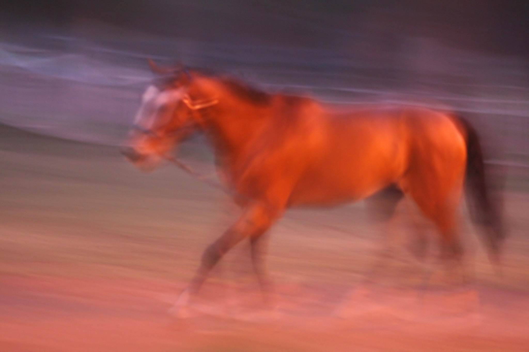 horse