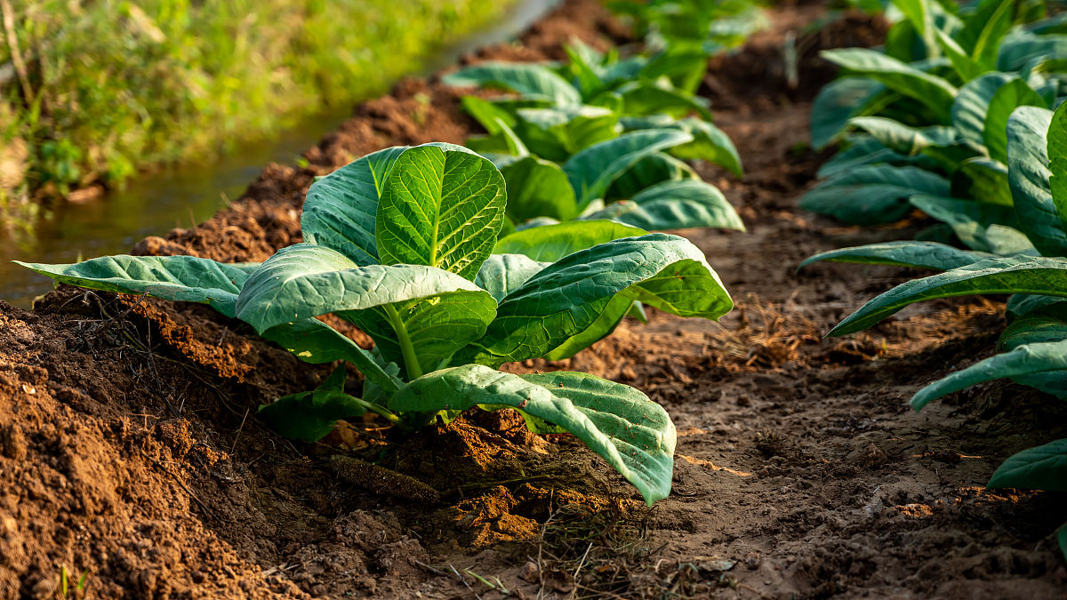 云南烟草学校怎么样_学校地址在哪里