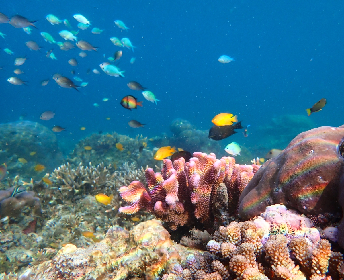 探秘海底世界：生物、景观、重要性