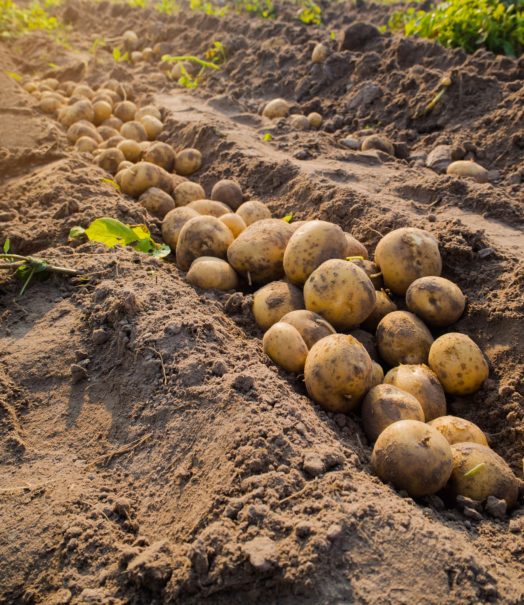 请从现实主义思想出发通过对比分析刚挖出的土豆洗干净的土豆画上的土豆被画上人脸的土豆炸熟的土豆