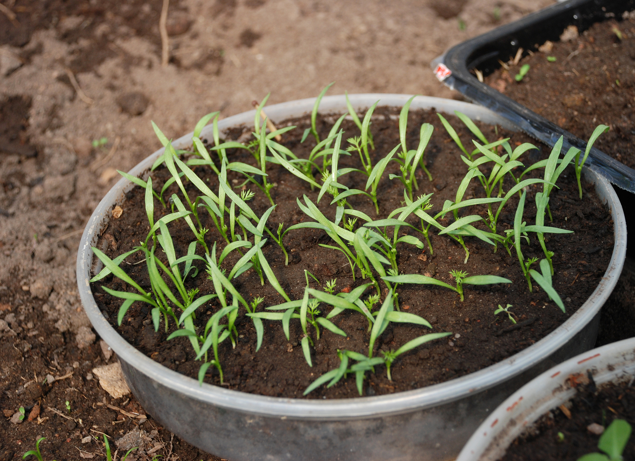 秋葵催芽泡种需要多长时间？种植方法详解