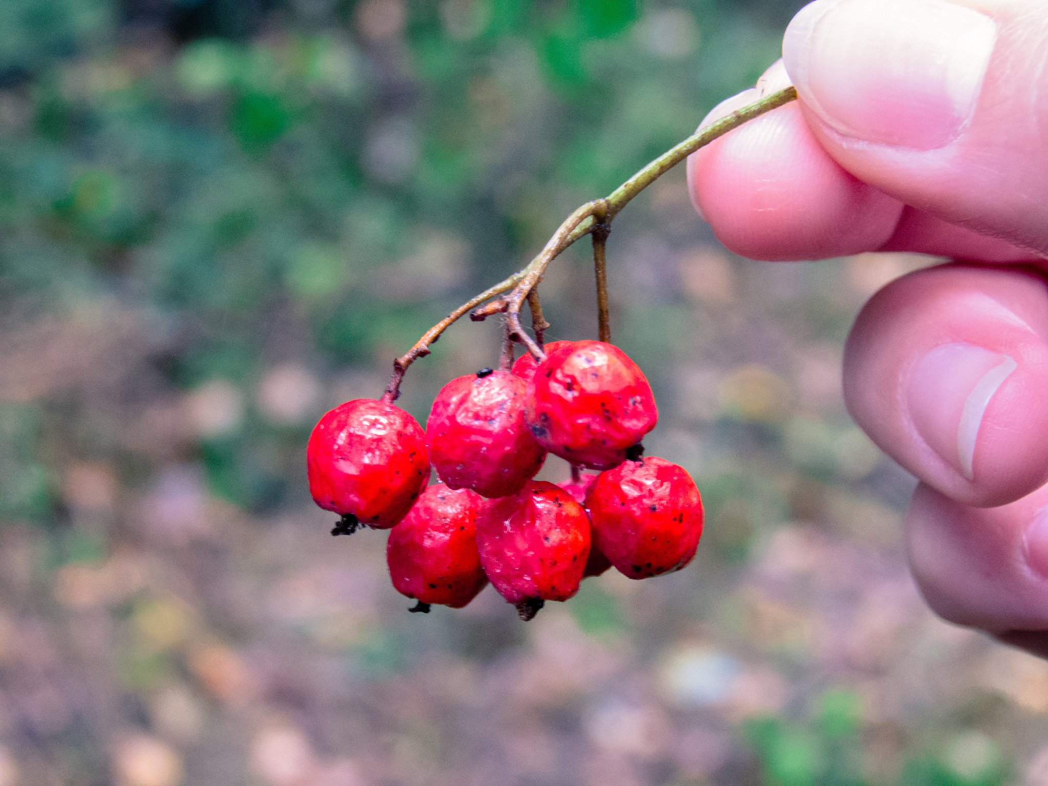 inedible berries.