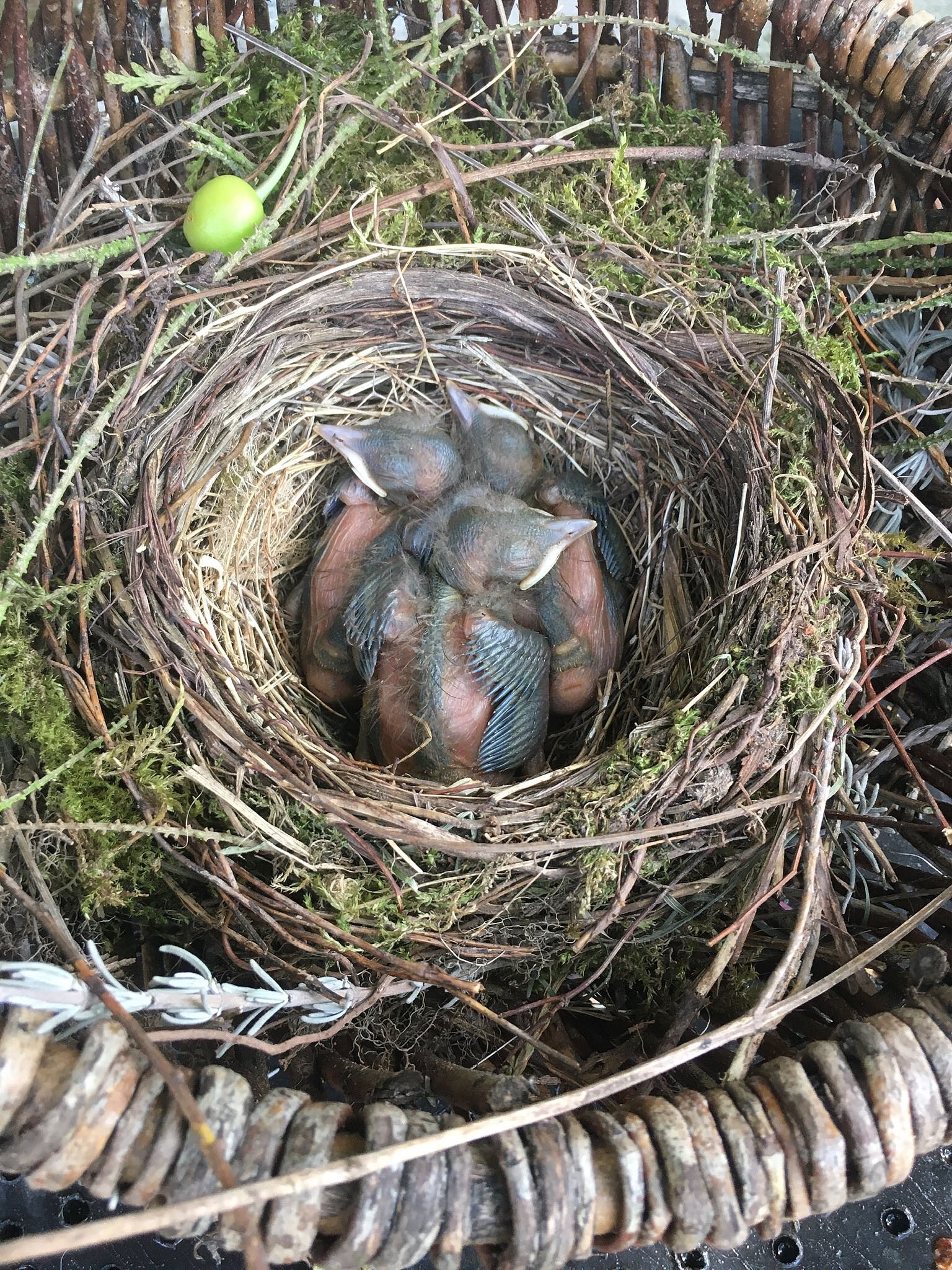 鸟洞是什么意思
