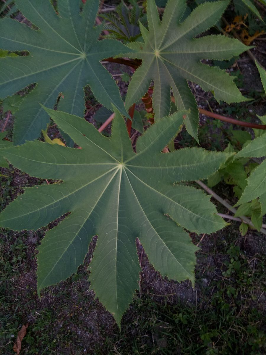 类似大麻叶的叶子结构