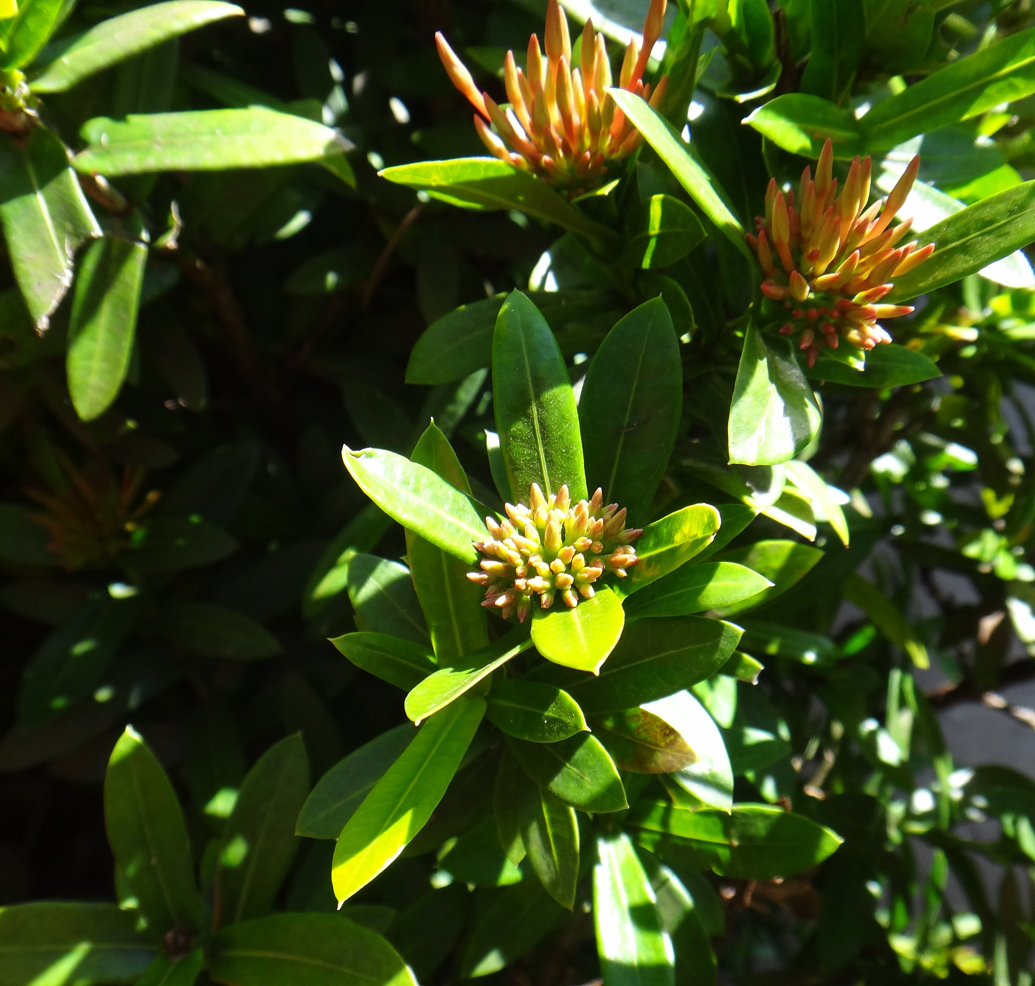 ixora - flower bud