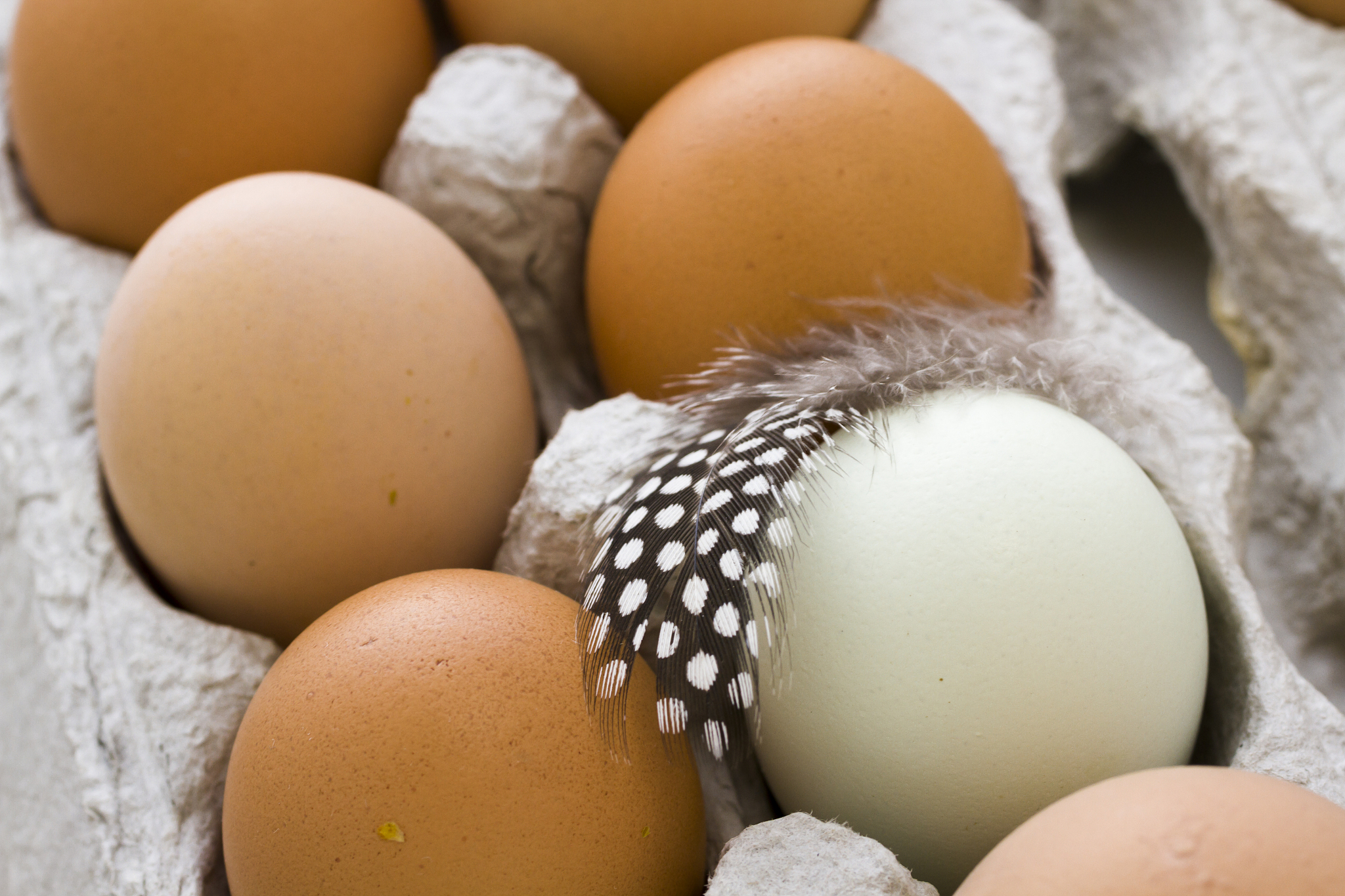 fresh eggs