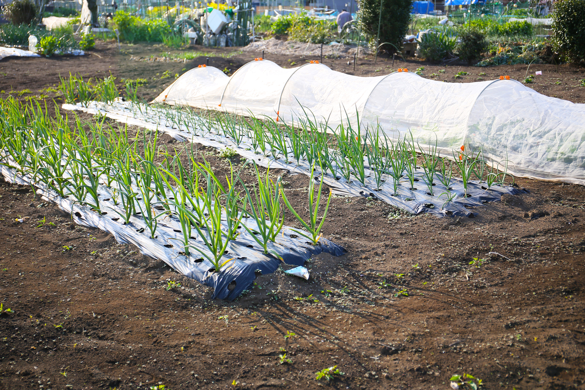 生物可降解地膜龙头企业