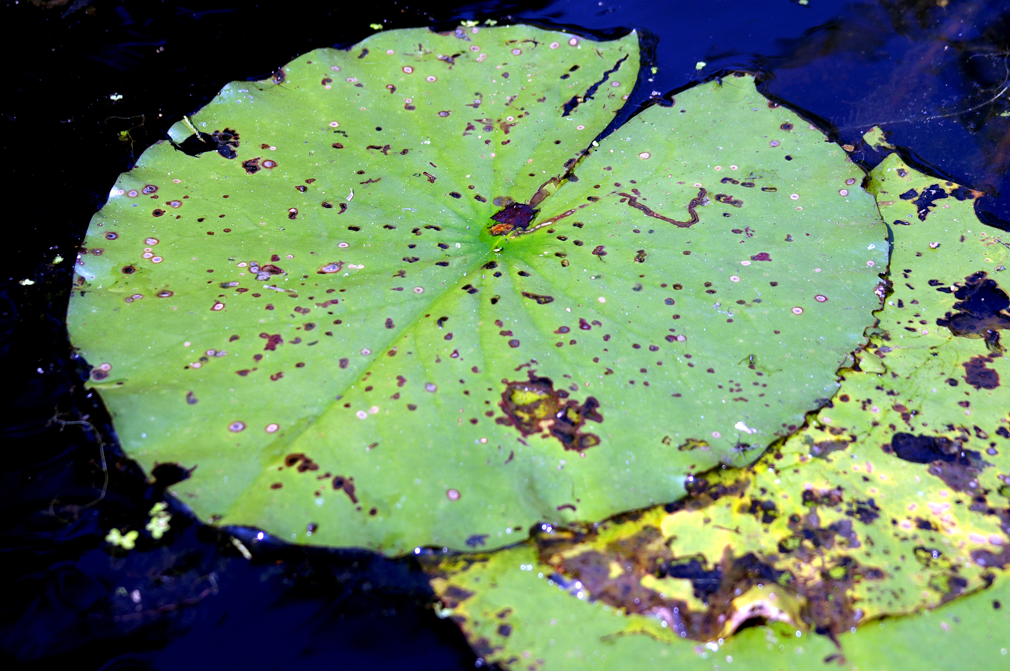 仿生防污与水下粘附技术：原理、应用和实例