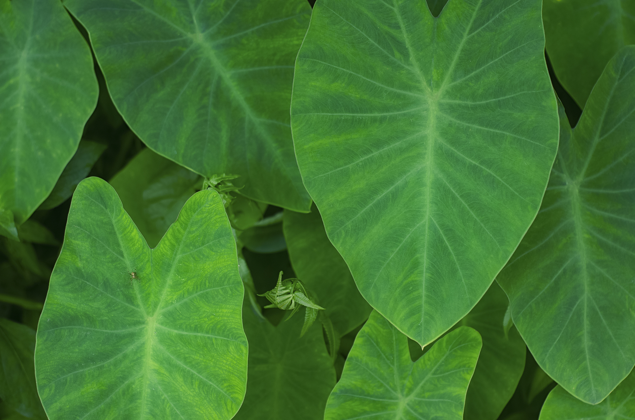 green leaves close-up. natural natural background. green backgro