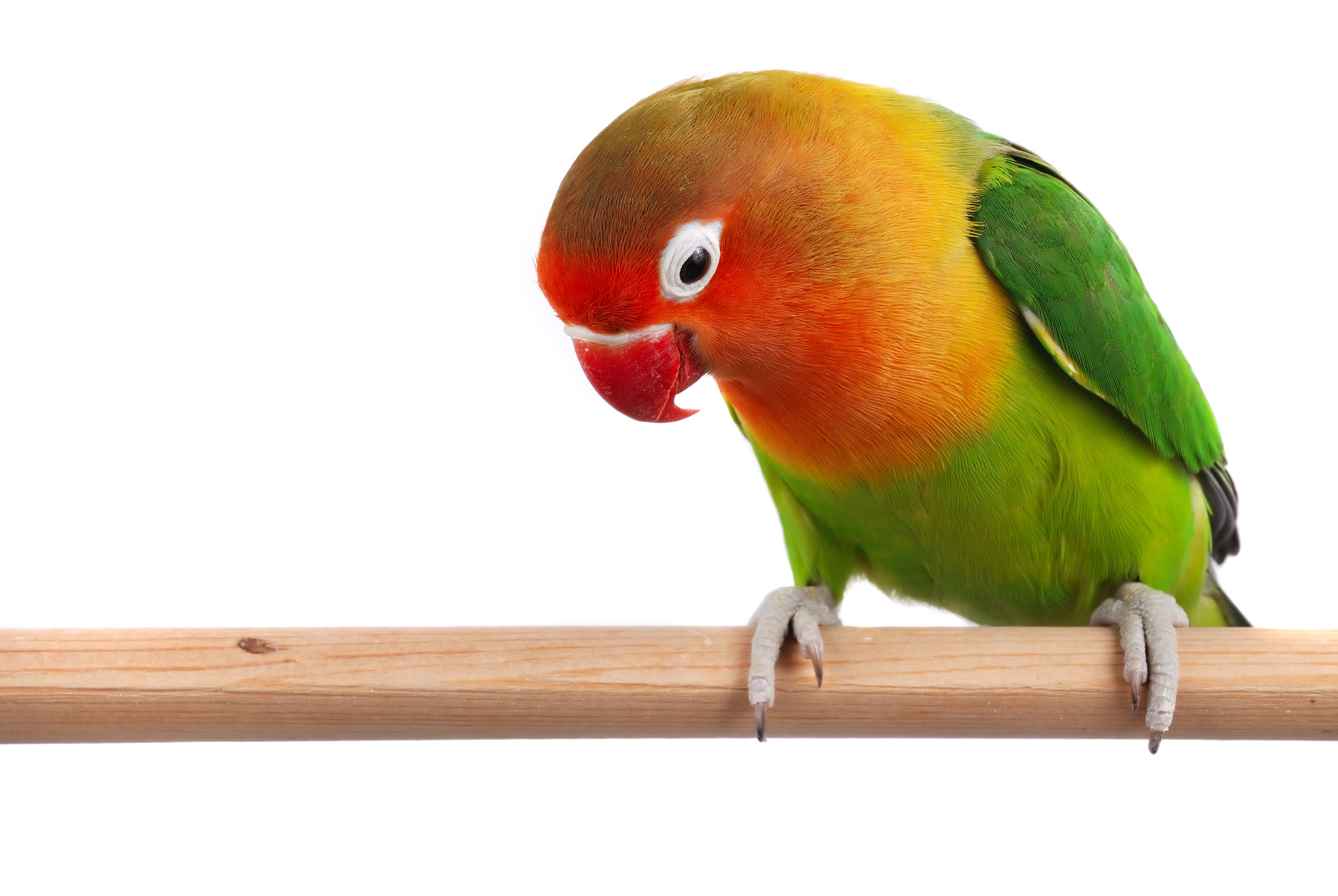 牡丹鹦鹉怎么上标识回答及拓展