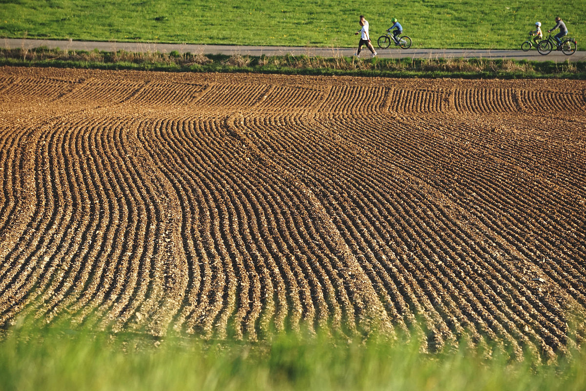样地是典型草原进行施肥和干旱处理如何写毕业论文？