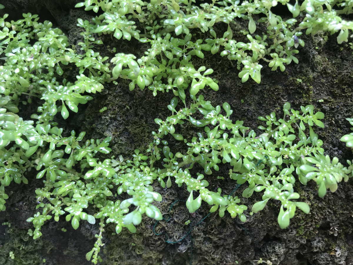 马齿苋几月份长出来？马齿笕的管理1500字