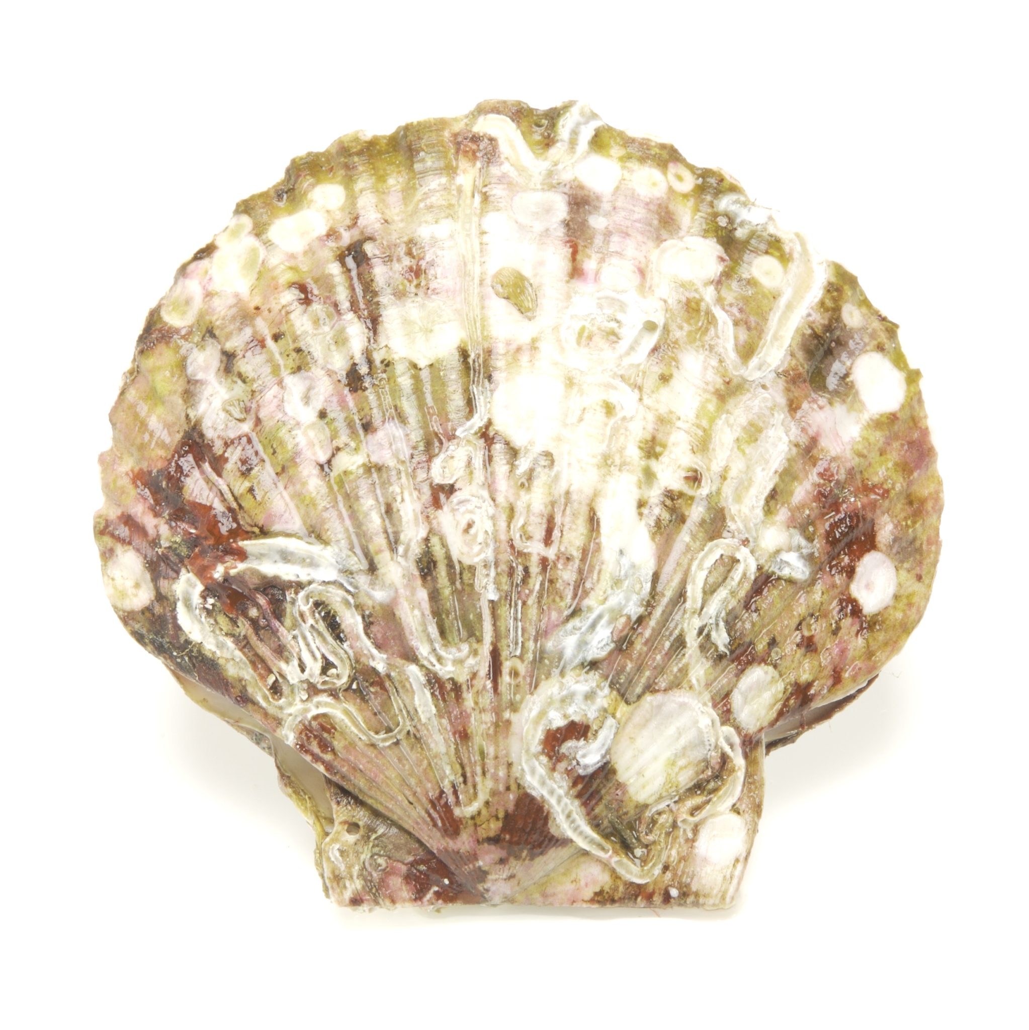 砗磲是什么东西做成的