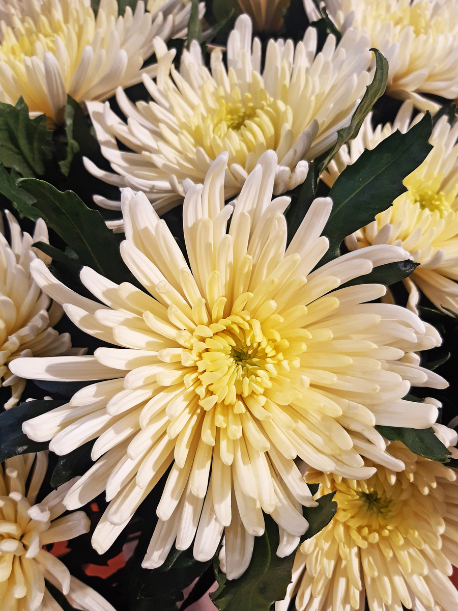 以菊花颂为主题结合实际引用诗句写一篇作文