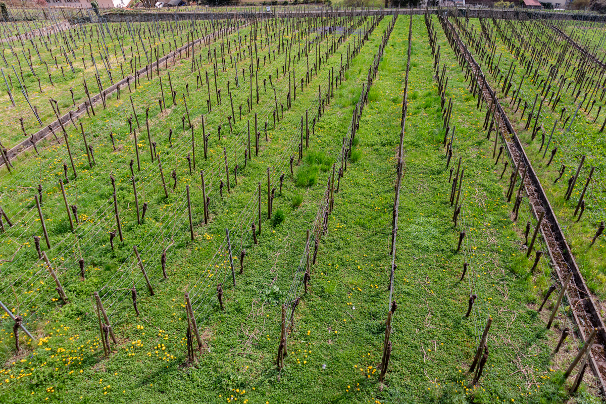 种过火龙果的土壤还能种葡萄吗？土壤酸碱度影响大！