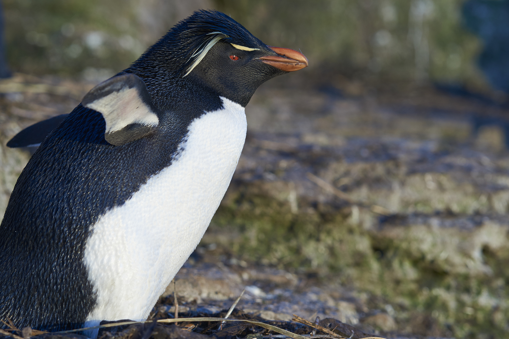 rockhopper penguin colony on bleaker island