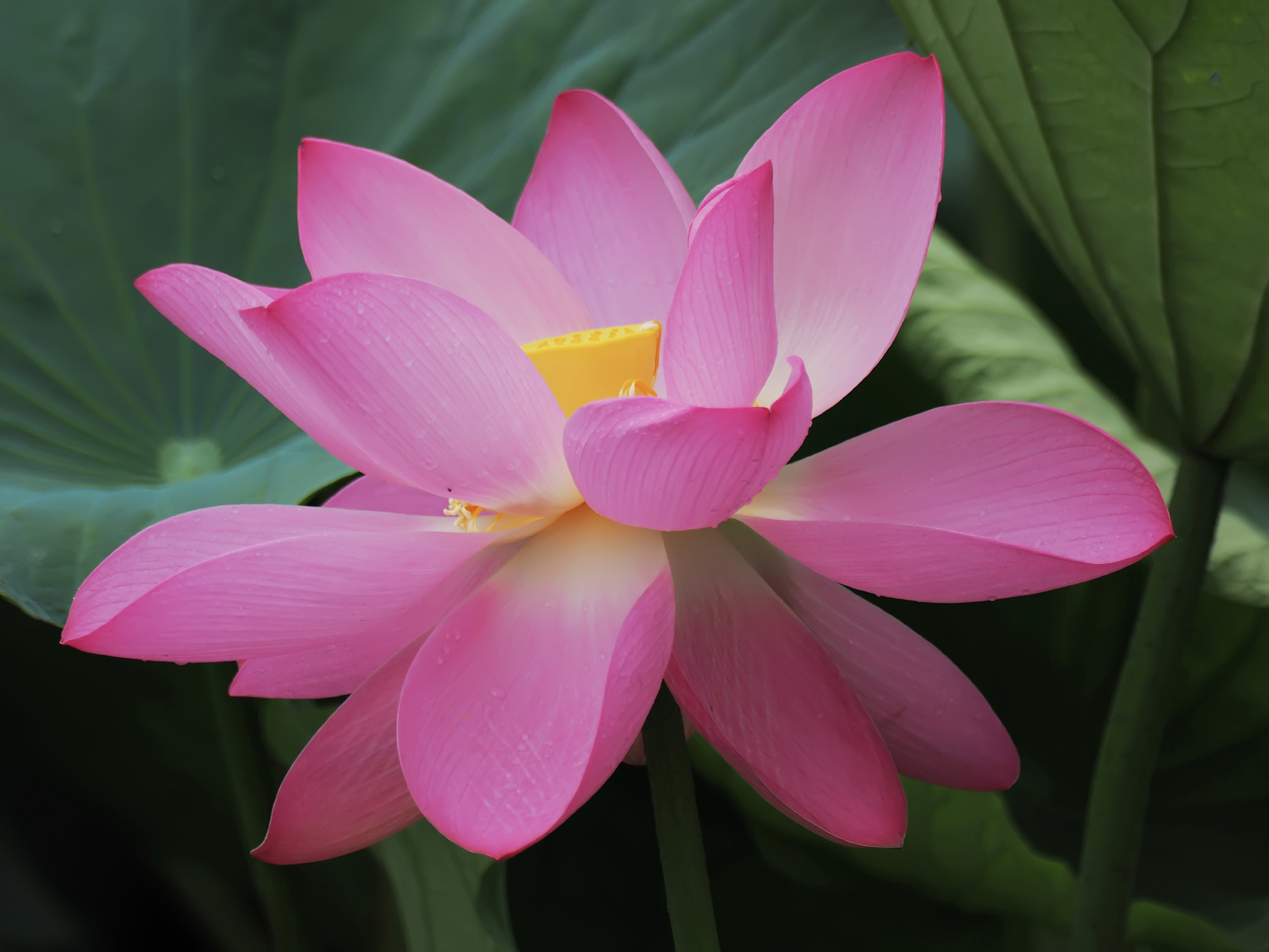 写一段赏荷花的美景约30字