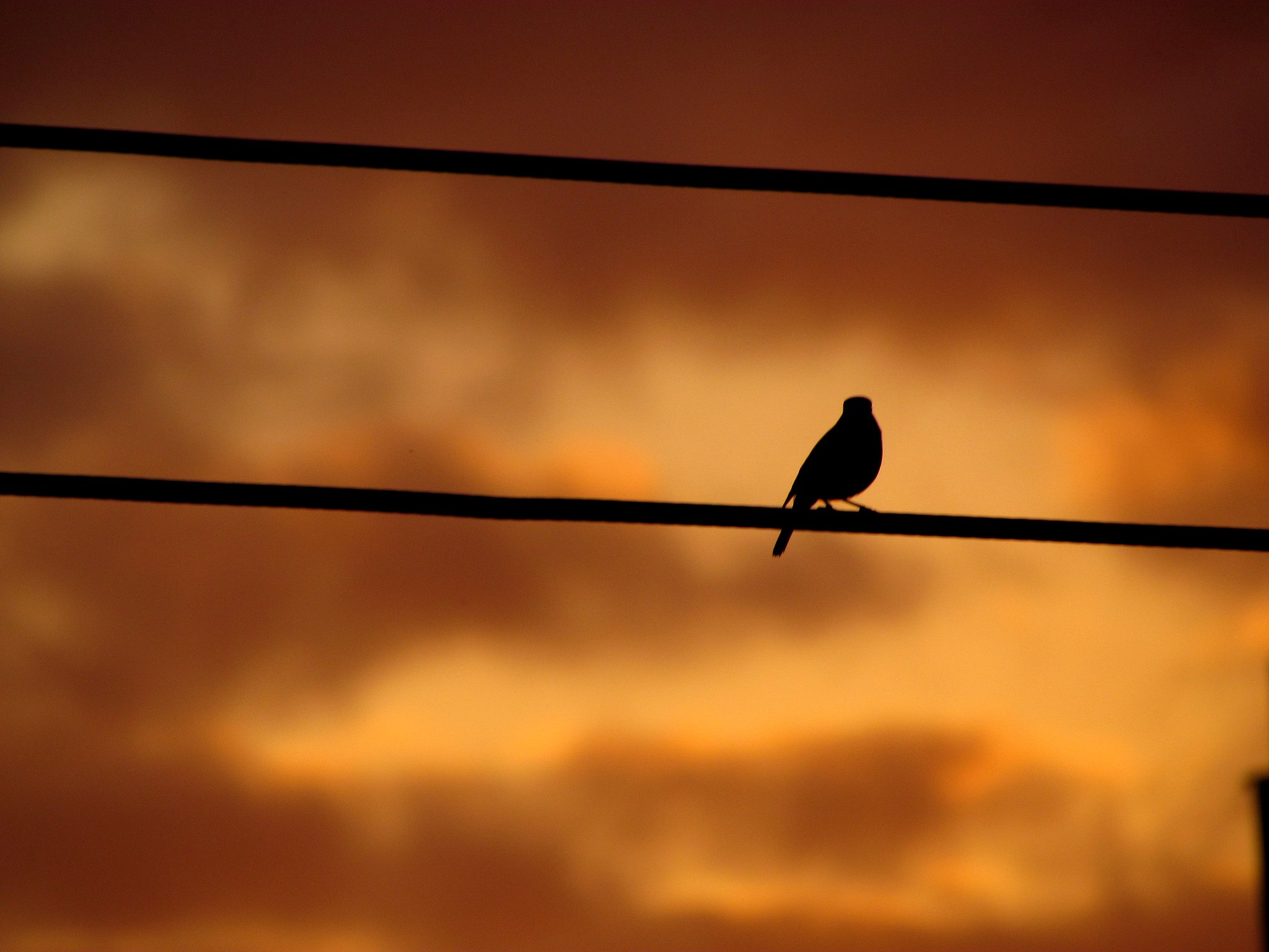 燕子飞过剪出什么？解读民歌《燕子飞过哪里》的人生哲理