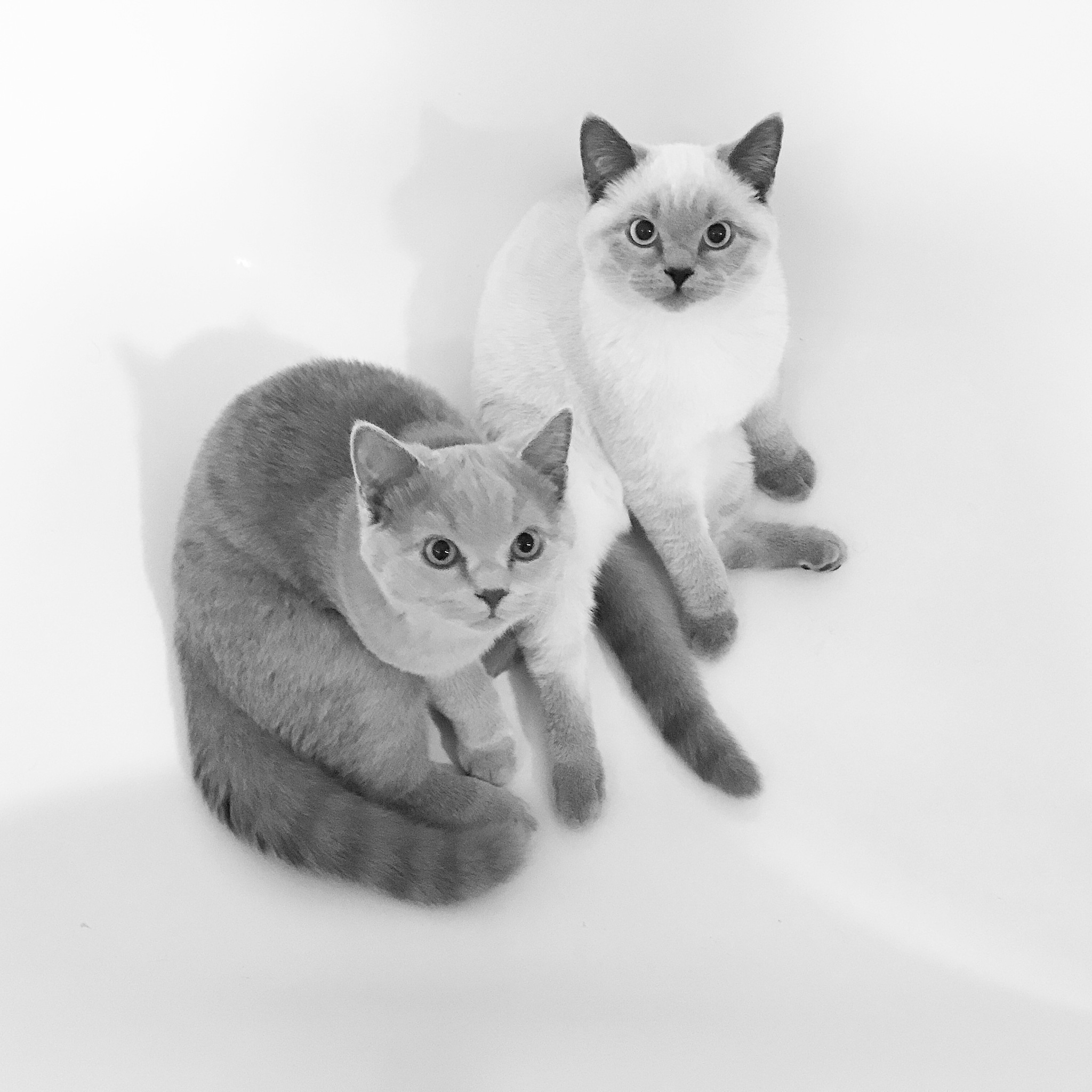 帮我用文本描绘一只猫