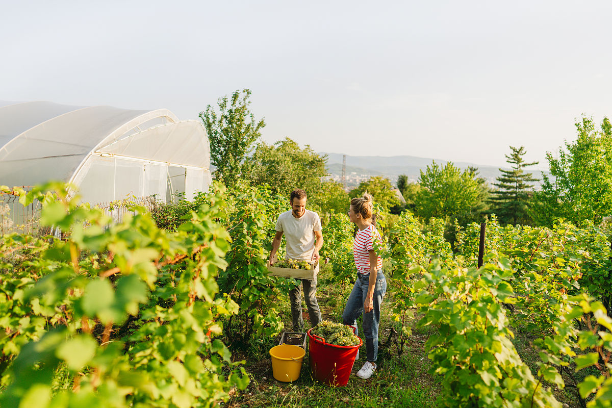 观光农业经营专业主要学习哪些课程