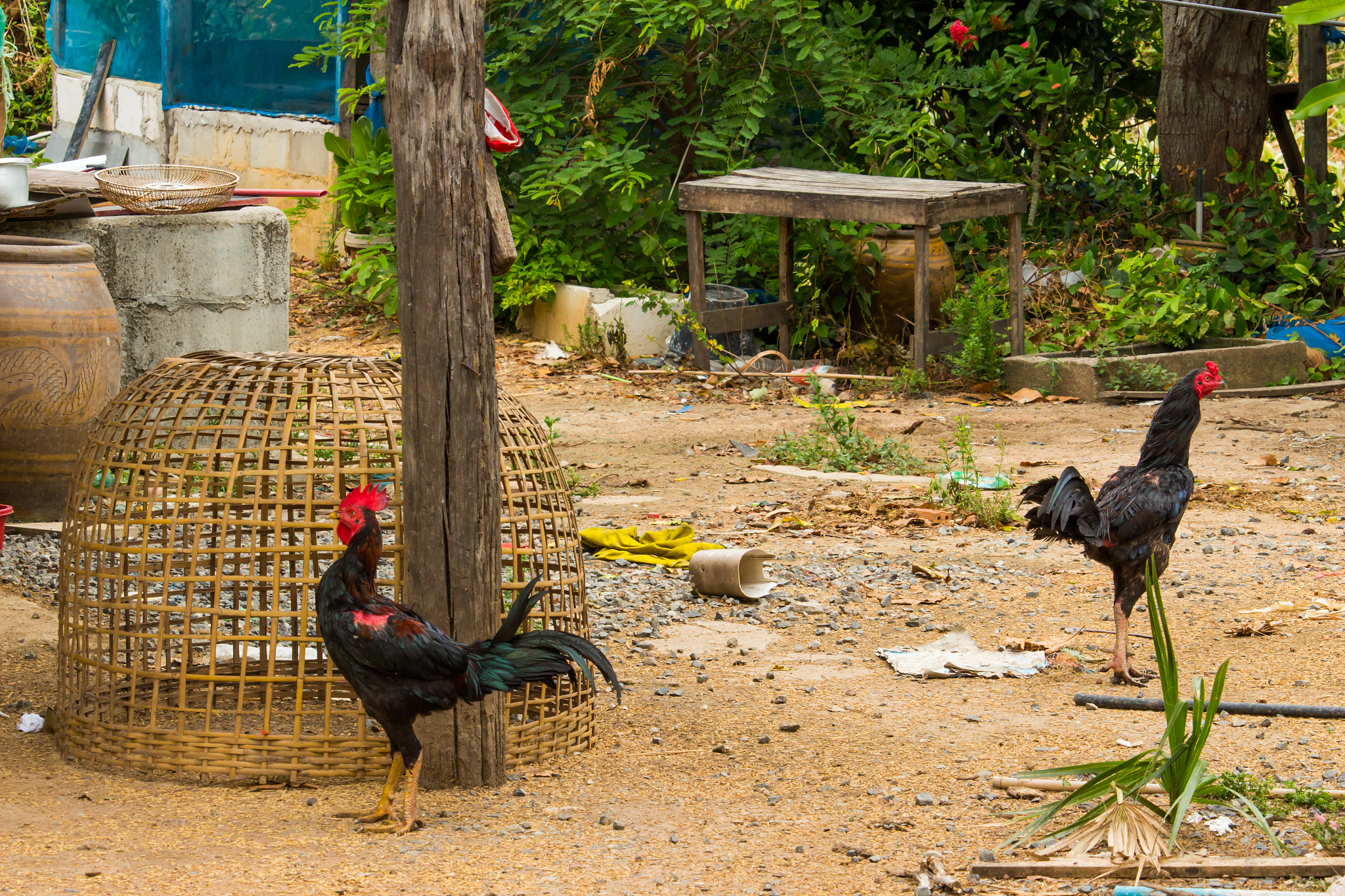 chicken